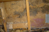 mold